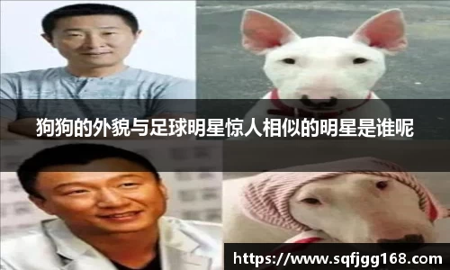 狗狗的外貌与足球明星惊人相似的明星是谁呢